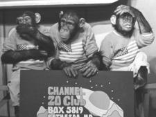 The Saboo Chimps Promoting Monkey Races on the Channel 20 Club